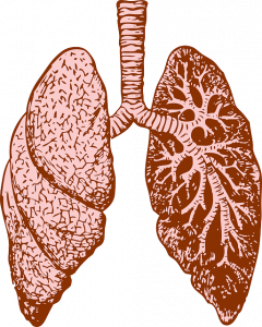 Drawing of lungs 